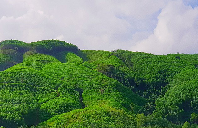 Rừng đóng vai trò cốt lõi trong phát triển nông nghiệp bền vững