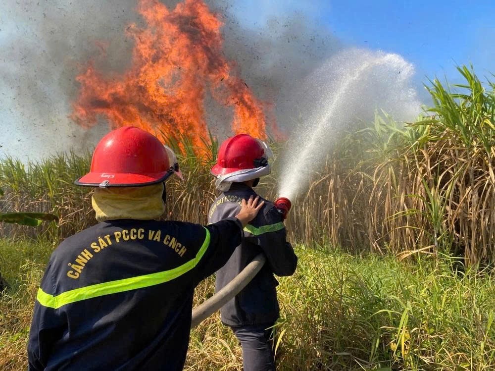 Một Công ty thu mua toàn bộ 40 ha mía bị cháy cho nông dân Khánh Hòa