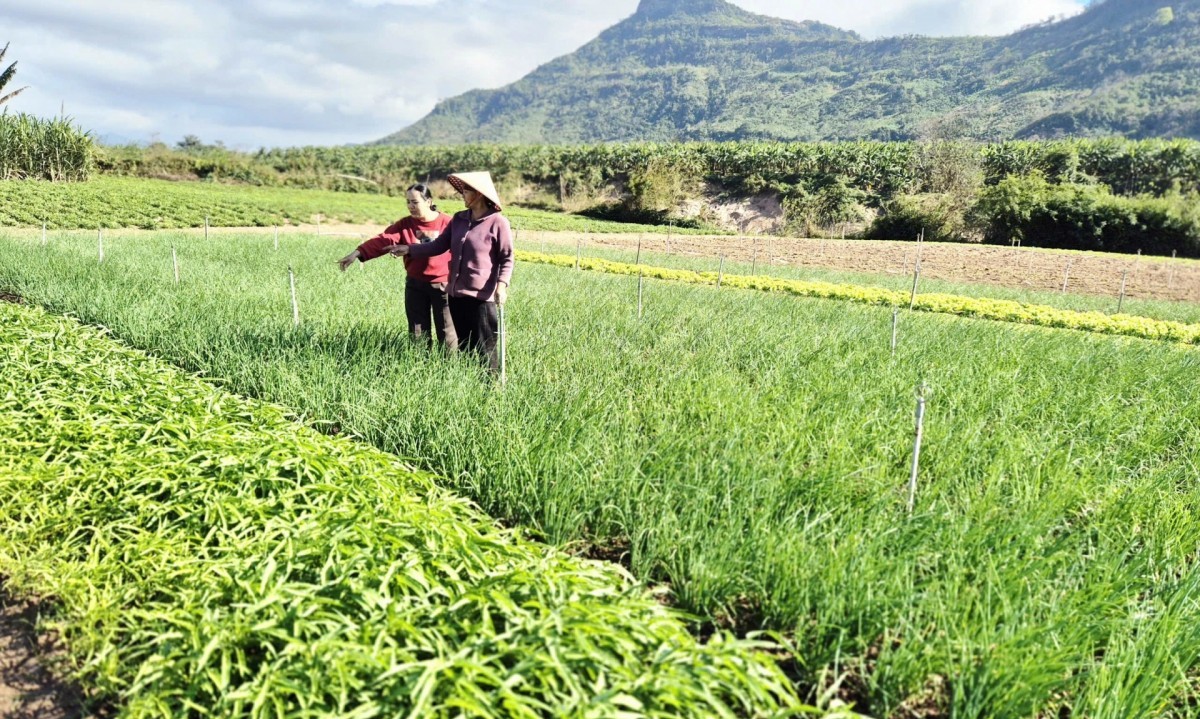 Nhân rộng mô hình rau sạch ở vùng cao
