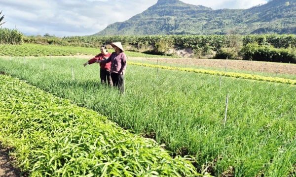 Nhân rộng mô hình rau sạch ở vùng cao