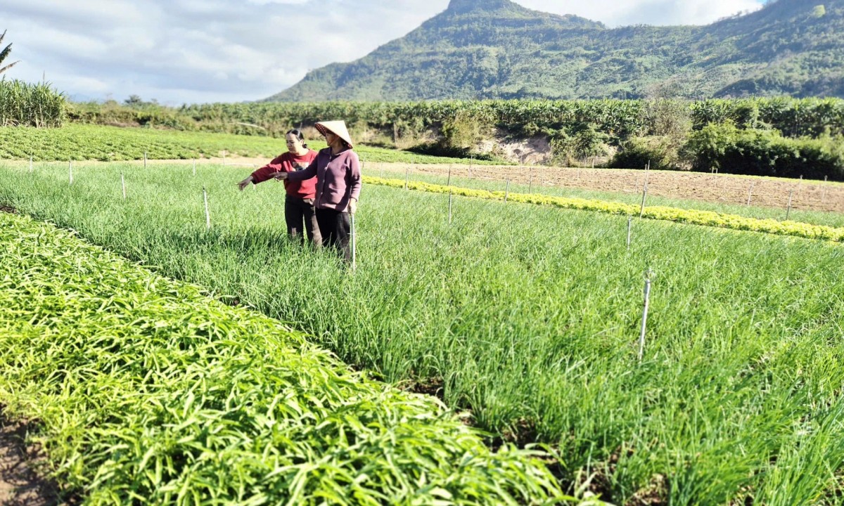Nhân rộng mô hình rau sạch ở vùng cao