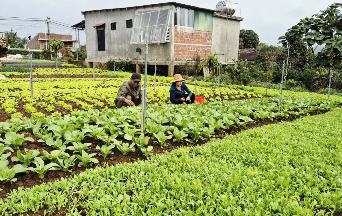 Nhân rộng mô hình rau sạch ở vùng cao