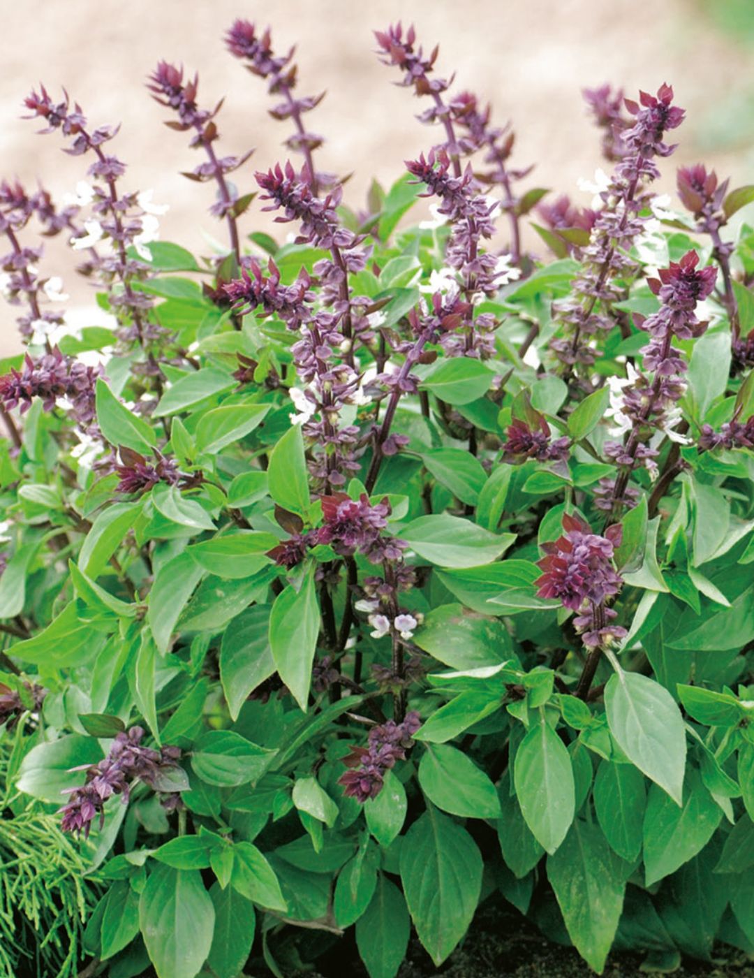 3 loại cây gia vị nên trồng trong năm Bính Ngọ- Ảnh 1. 3 loại cây gia vị nên trồng trong năm Bính Ngọ- Ảnh 1.