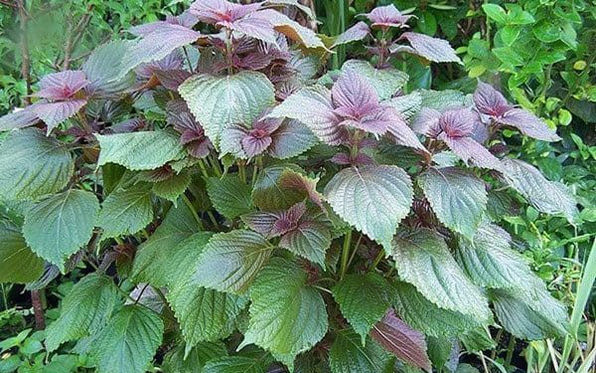 3 loại cây gia vị nên trồng trong năm Bính Ngọ- Ảnh 2. 3 loại cây gia vị nên trồng trong năm Bính Ngọ- Ảnh 2.