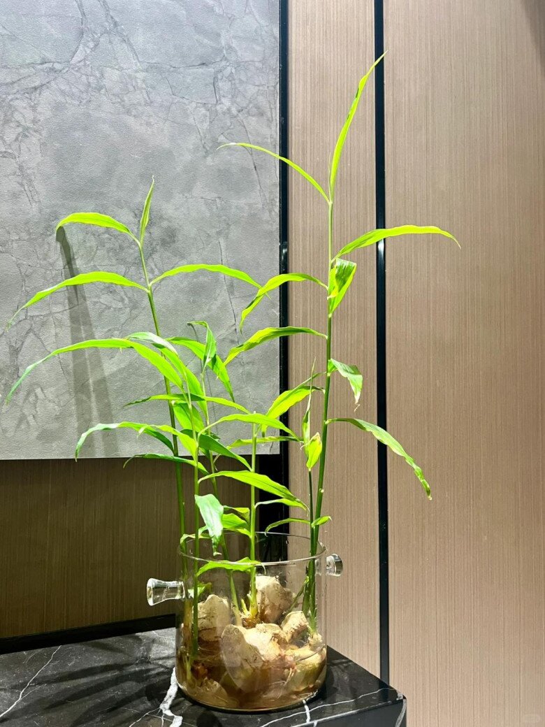 3 loại cây gia vị nên trồng trong năm Bính Ngọ- Ảnh 3. 3 loại cây gia vị nên trồng trong năm Bính Ngọ- Ảnh 3.