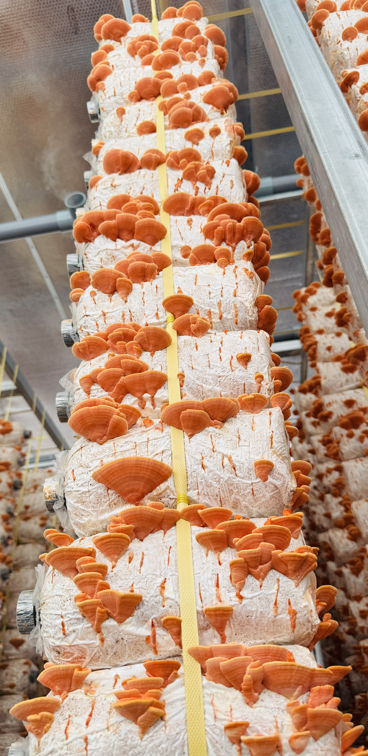 Thầy giáo miền Tây trồng nấm vân chi đỏ bằng quy trình cải tiến tích hợp IoT- Ảnh 3.