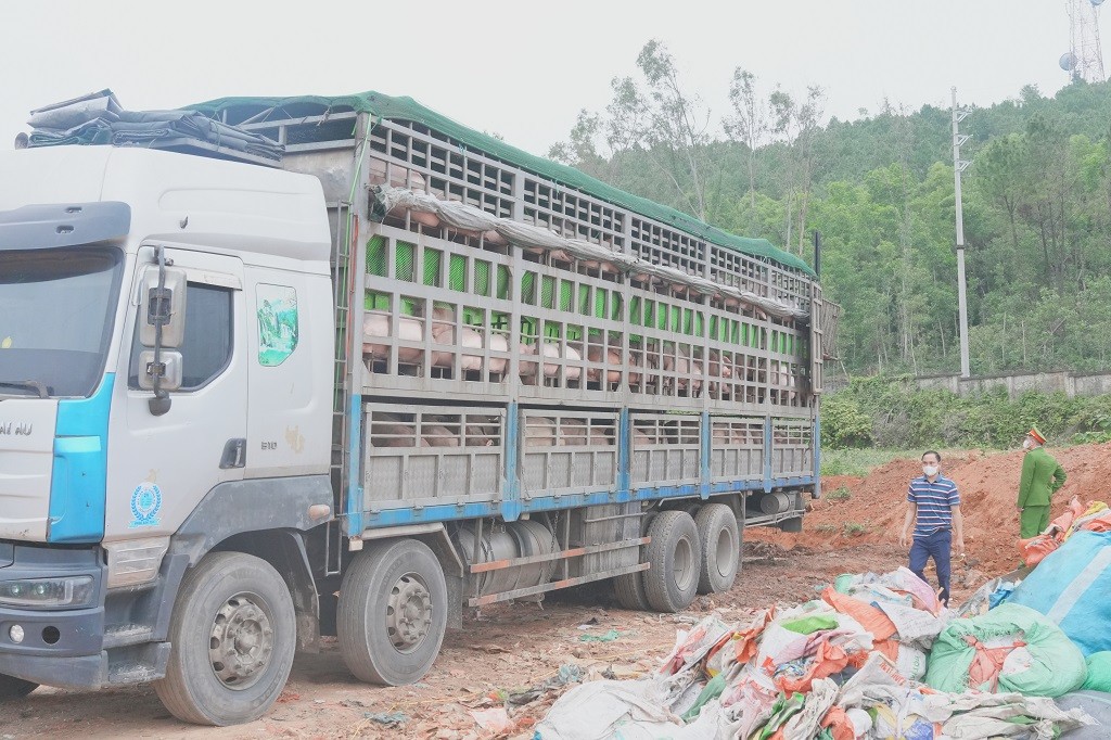 Nghệ An: Kịp thời ngăn chặn hơn 15 tấn lợn nhiễm dịch tả Châu Phi đi tiêu thụ dịp cận Tết