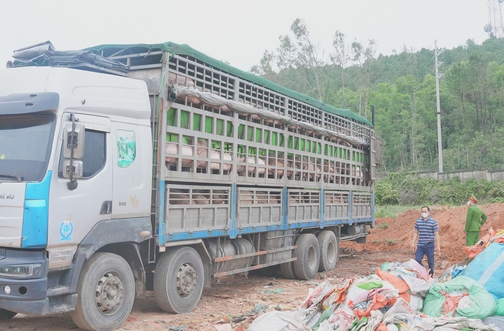 Nghệ An: Kịp thời ngăn chặn hơn 15 tấn lợn nhiễm dịch tả Châu Phi đi tiêu thụ dịp cận Tết