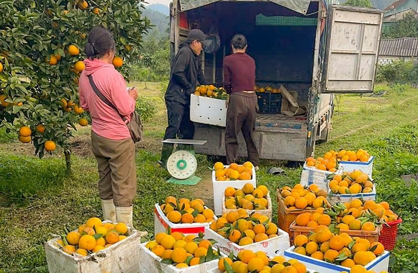 Nông sản Hà Tĩnh hối hả vào vụ Tết