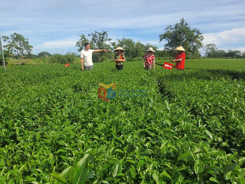 Nông sản Quảng Ninh: Từ lợi thế bản địa đến giá trị kinh tế xanh bền vững