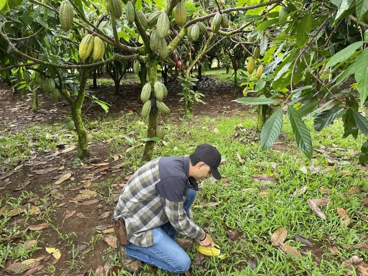 Khi cacao Hawaii chọn con đường “ít mà tinh” để chinh phục thế giới