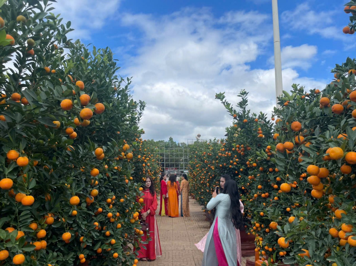 Buôn Ma Thuột như bản tình ca phố núi mùa xuân Bính Ngọ