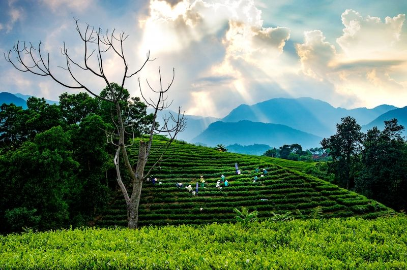 “Thủ đô” chè Thái Nguyên vào xuân