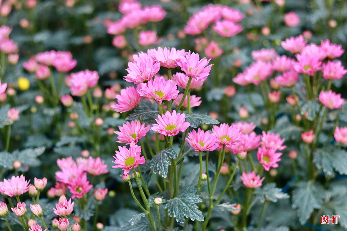 Hoa nở đúng vụ, nhà vườn "hái lộc" mùa Tết