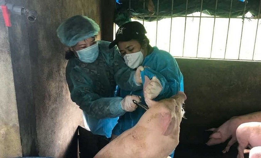 Tiêm vacxin cho đàn lợn. 