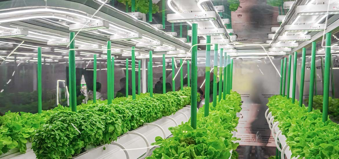 Viễn cảnh 2035: Khi nông trại sở hữu "bộ não số" và bữa ăn được thiết kế theo gen