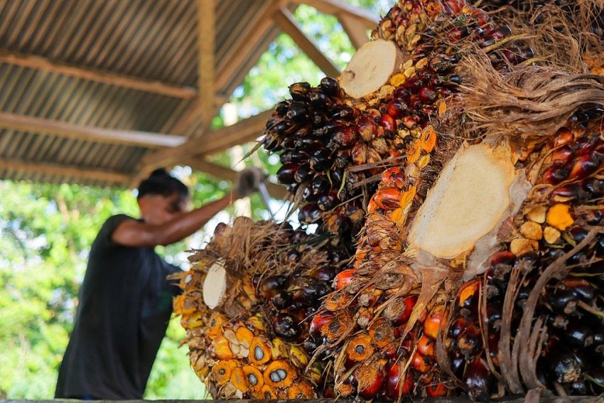 Trung Quốc được kỳ vọng dẫn dắt chuyển đổi nông nghiệp xanh tại châu Á