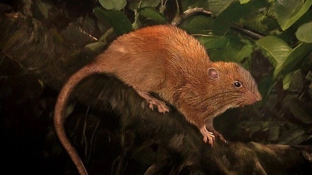 Nhịp điệu sinh học hàng ngày của động vật có vú dễ bị ảnh hưởng bởi sự thay đổi môi trường