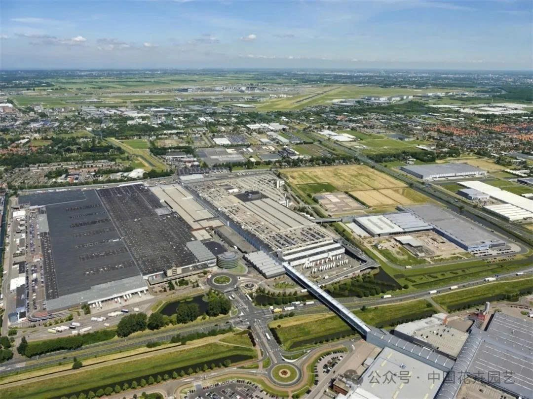 Sàn đấu giá hoa Hà Lan đạt doanh thu 2 tỷ Euro và khởi động triển lãm thương mại mùa xuân