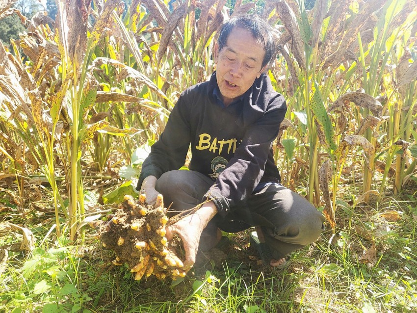 Nghệ An đẩy mạnh triển khai 3 Chương trình mục tiêu quốc gia giai đoạn 2026–2035