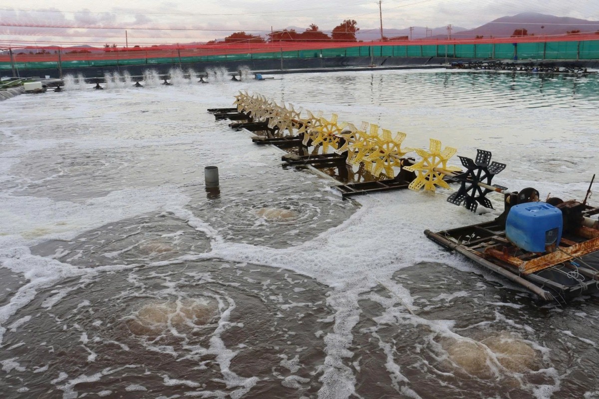 Tháo gỡ khó khăn để thu hút đầu tư vào Khu sản xuất giống thủy sản tập trung Chí Công