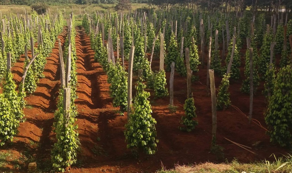 Phát triển nông nghiệp xanh tạo thương hiệu sản phẩm