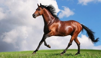 Ngựa trong văn hóa Việt: Từ chiến mã linh thiêng đến khát vọng “hóa rồng”