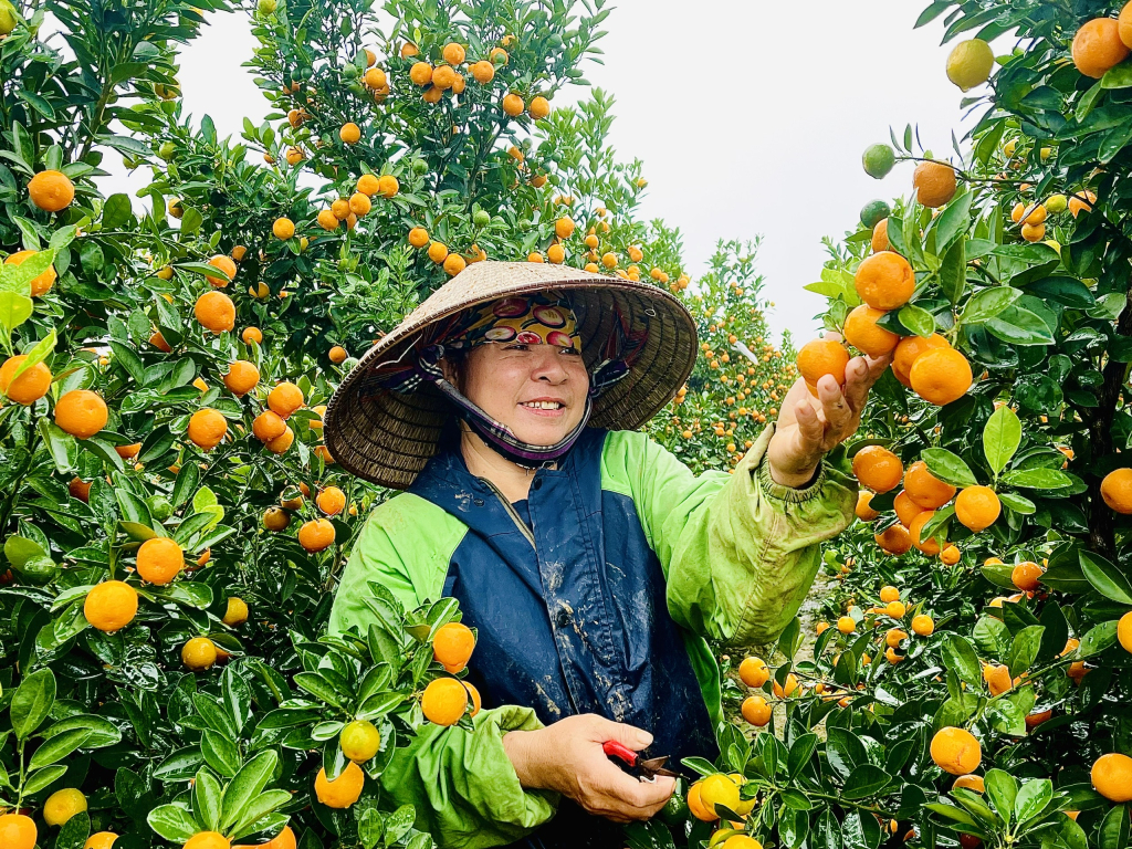 Nông nghiệp hữu cơ: Ước mơ trên cánh đồng hiện thực