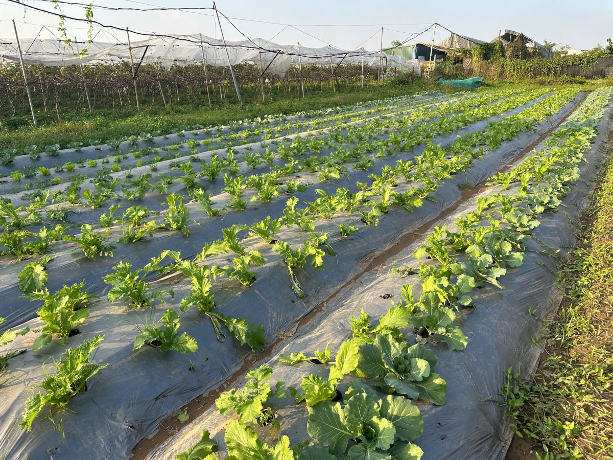 Kiến tạo những miền quê cân bằng và bền vững