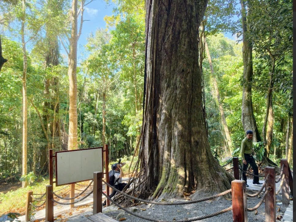 Đầu xuân khám phá “Thần mộc” 2.500 năm tuổi giữa đại ngàn Núi Voi