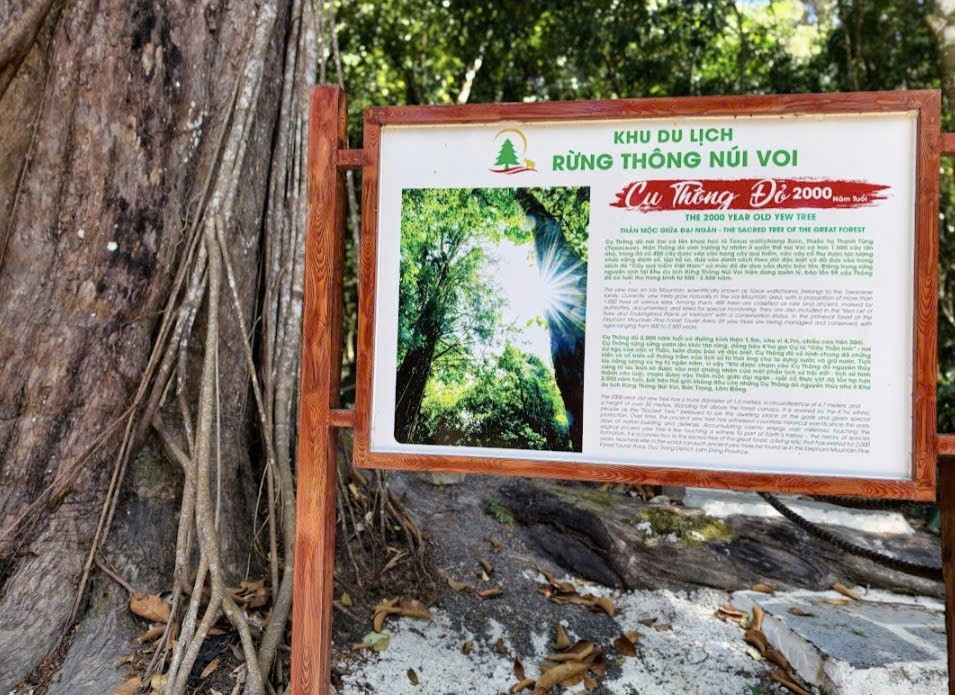 Đầu xuân khám phá “Thần mộc” 2.500 năm tuổi giữa đại ngàn Núi Voi