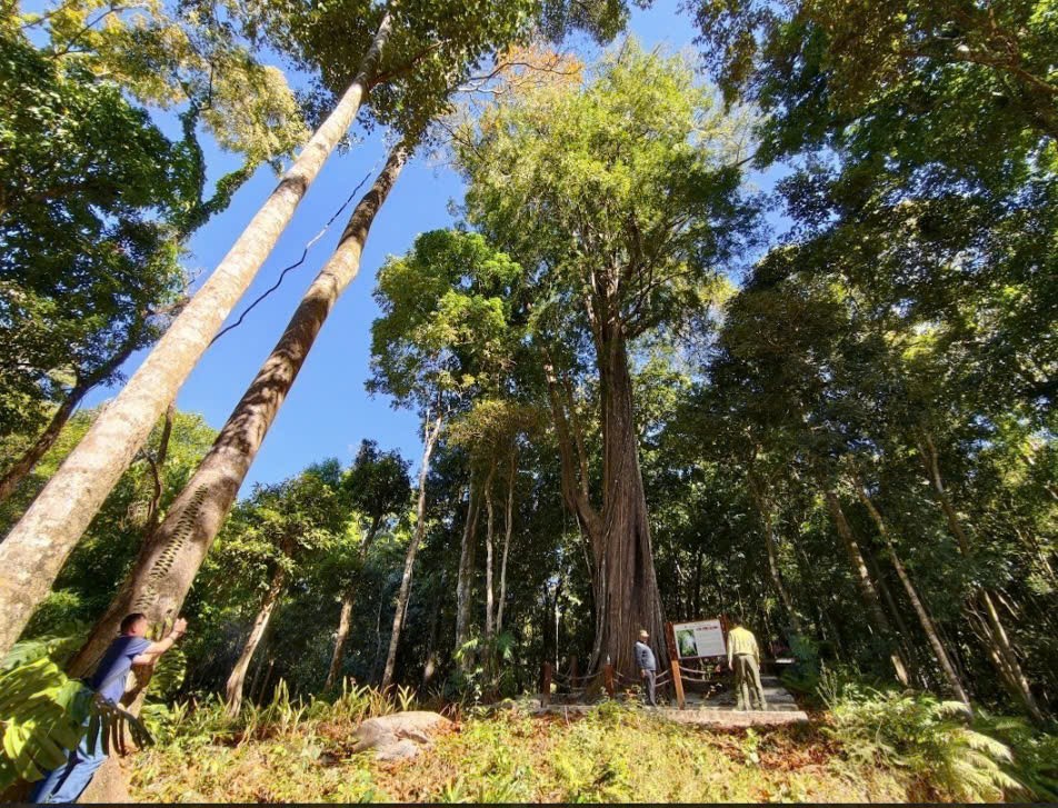 Đầu xuân khám phá “Thần mộc” 2.500 năm tuổi giữa đại ngàn Núi Voi