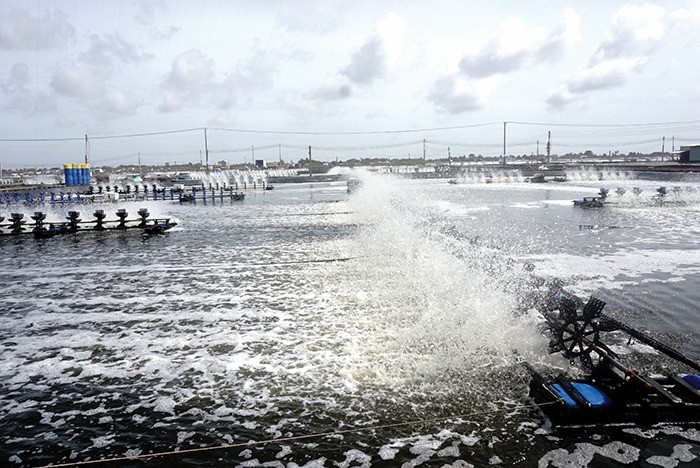 Nông nghiệp xanh trong chuỗi cung ứng tôm