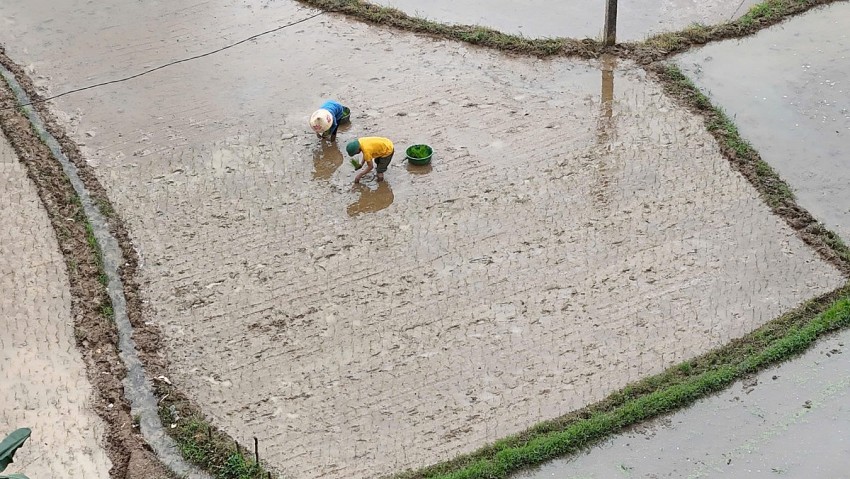 Người dân xã Chấn Thịnh nô nức xuống đồng gieo cấy vụ xuân