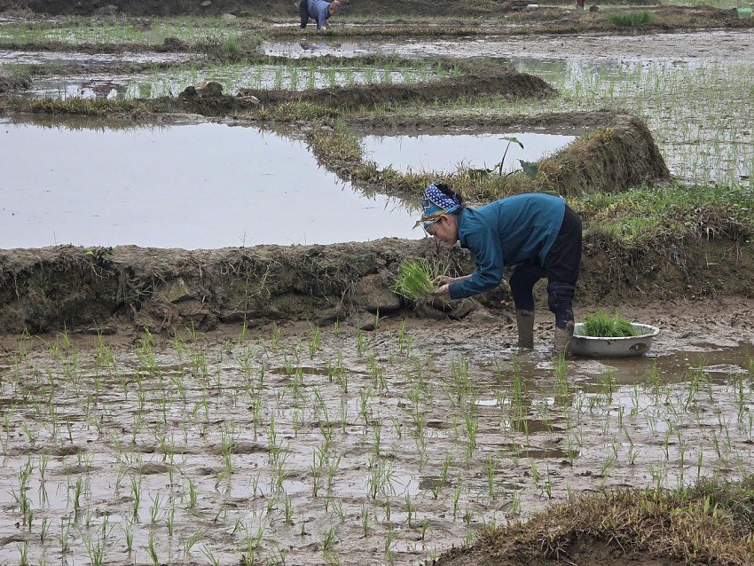 Người dân xã Chấn Thịnh nô nức xuống đồng gieo cấy vụ xuân