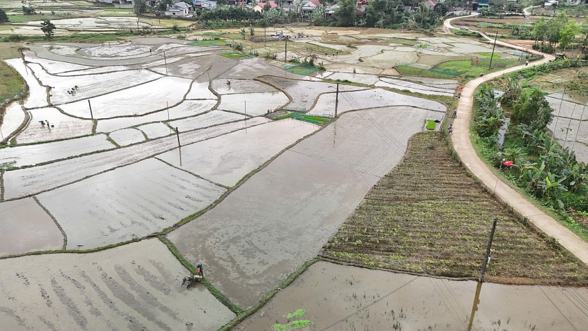 Người dân xã Chấn Thịnh nô nức xuống đồng gieo cấy vụ xuân