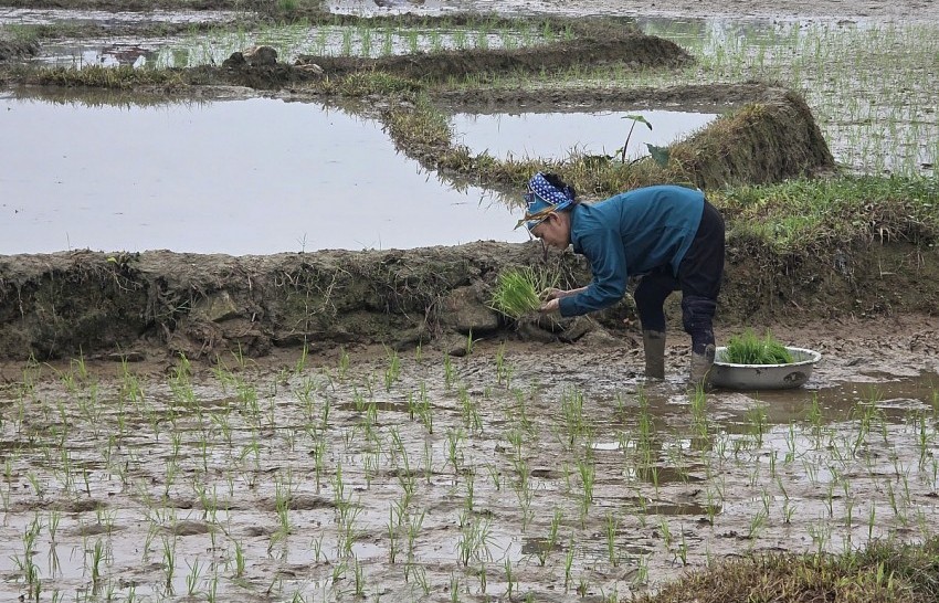 Người dân xã Chấn Thịnh nô nức xuống đồng gieo cấy vụ xuân