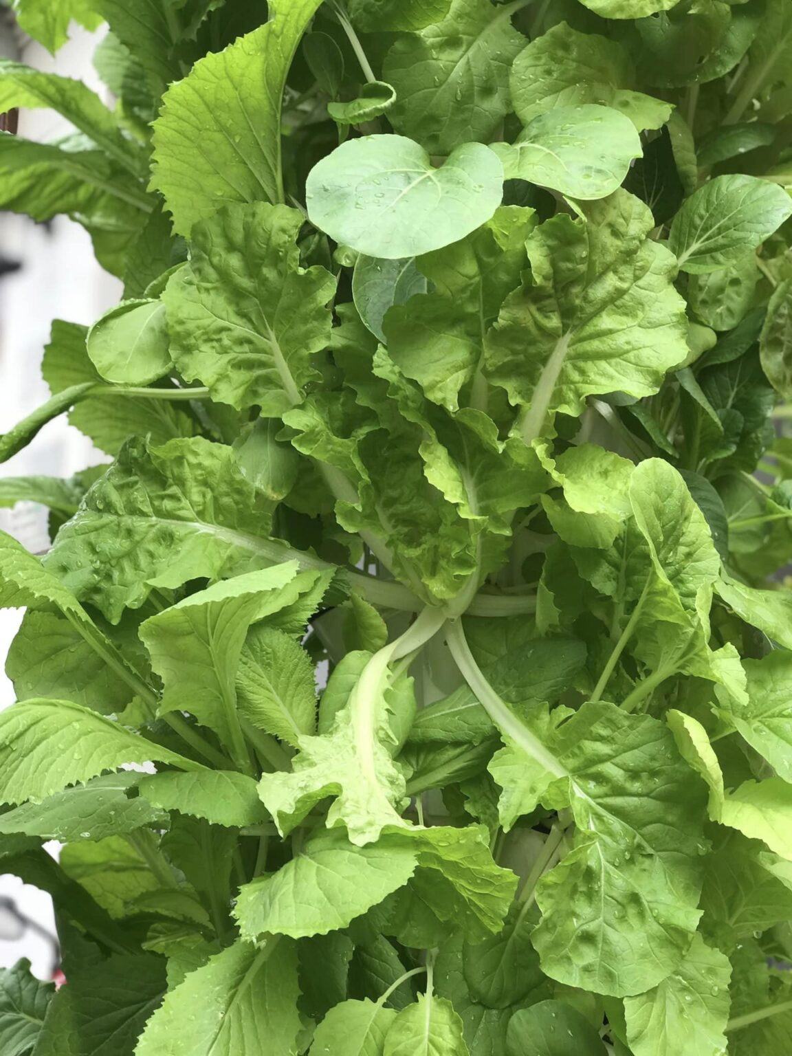 Ba ý tưởng nông nghiệp xanh - sạch mang lại lợi nhuận cao