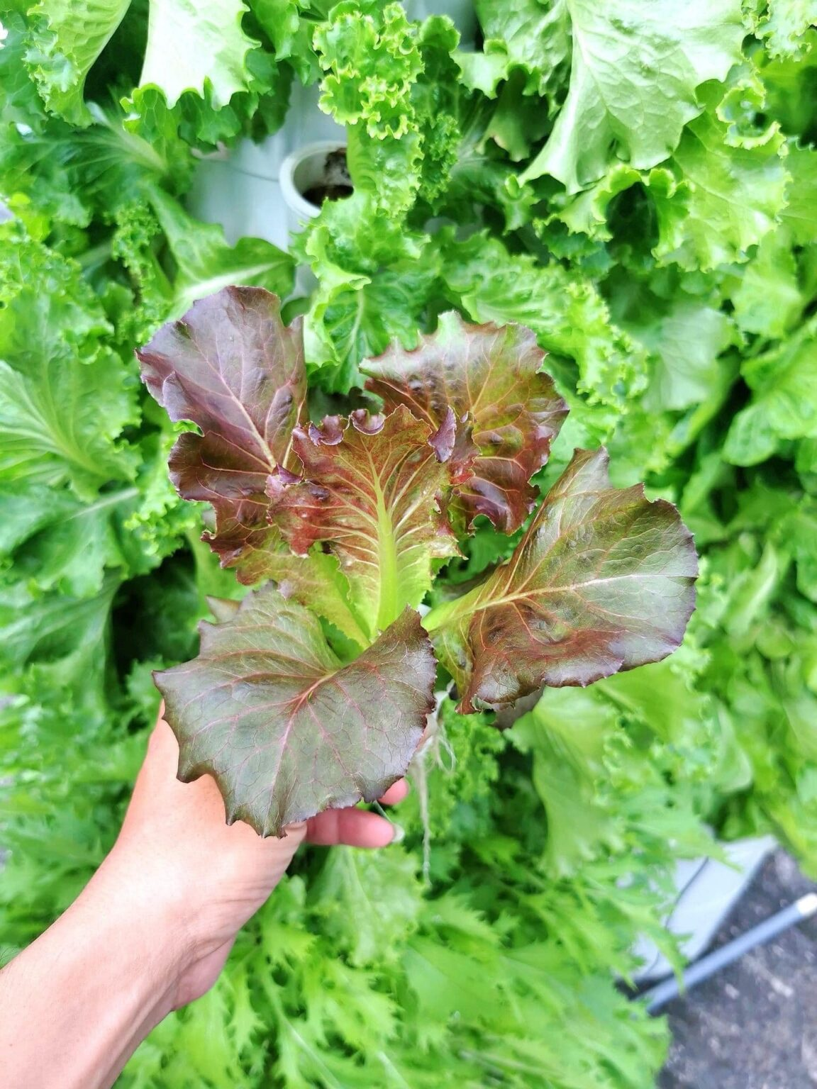 Ba ý tưởng nông nghiệp xanh - sạch mang lại lợi nhuận cao