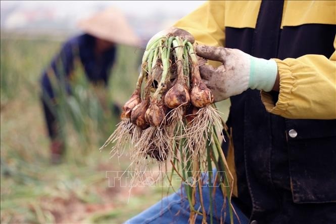 Tìm hướng phát triển cho "thủ phủ" hành, tỏi ở miền Bắc