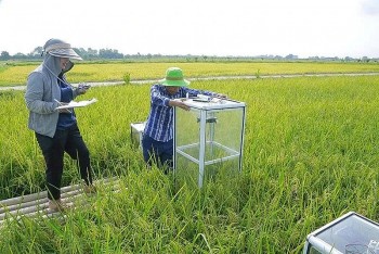 Kỳ vọng trên những cánh đồng thu tín chỉ carbon