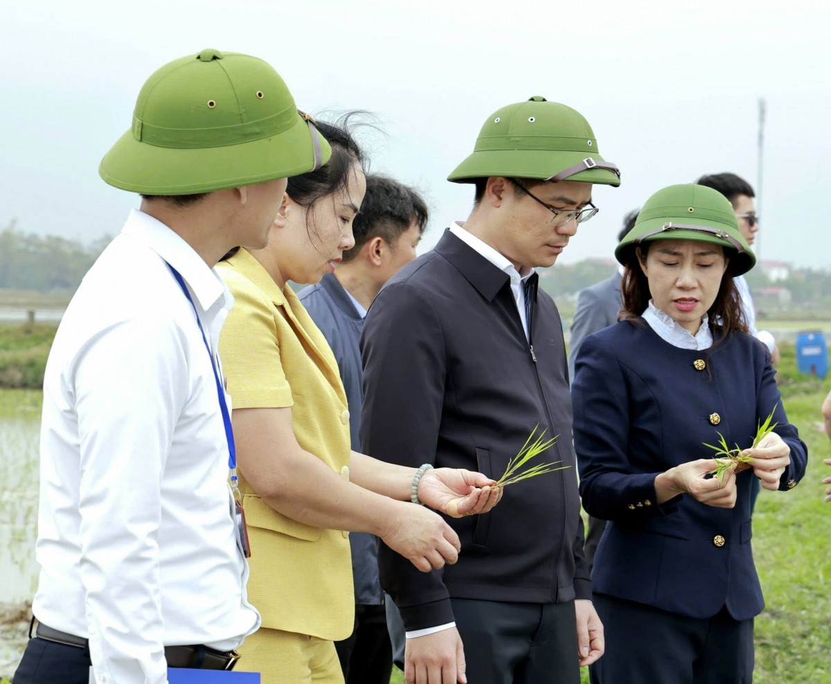 Hà Nội: Lãnh đạo xã Đa Phúc kiểm tra tiến độ gieo cấy vụ Xuân 2026