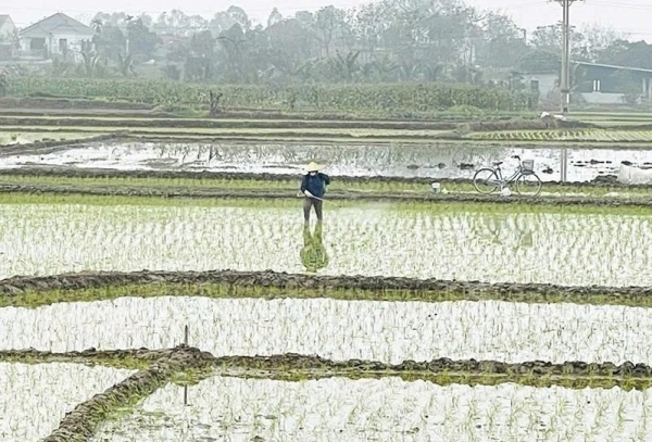 Chủ động dự báo sâu bệnh cho cây trồng