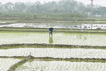 Chủ động dự báo sâu bệnh cho cây trồng