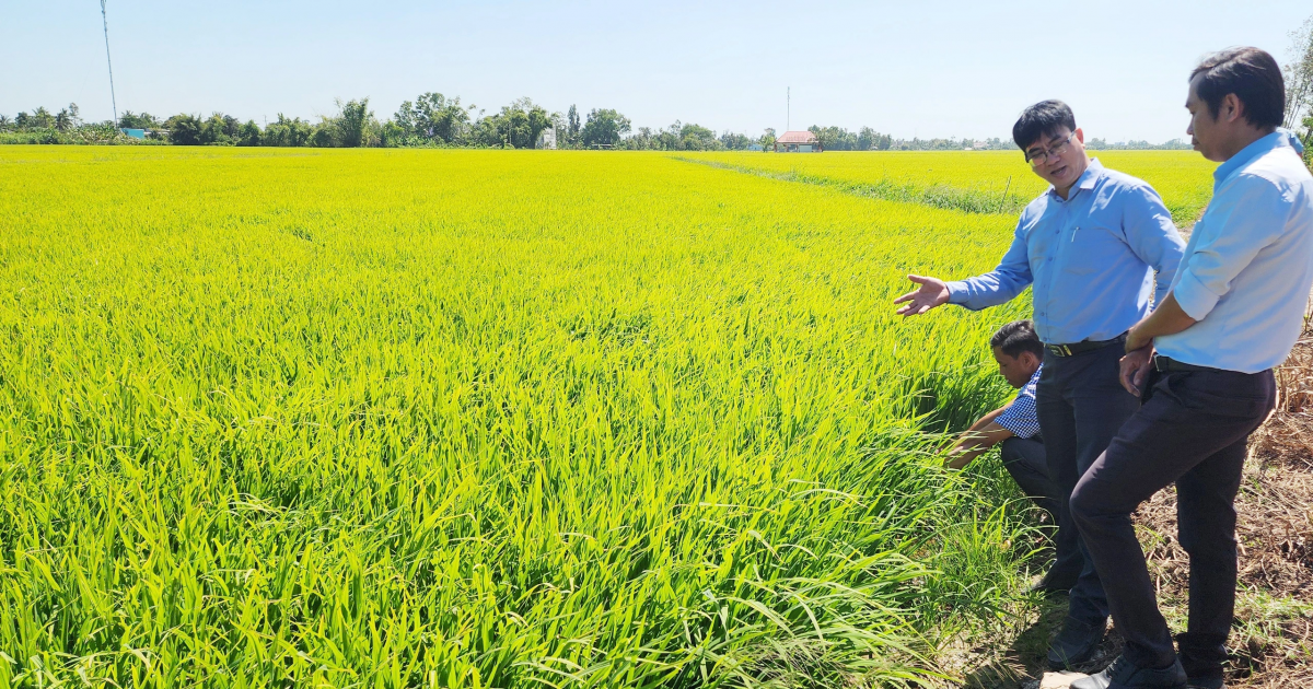 Giải pháp tổ chức sản xuất nông nghiệp hiện đại: Đẩy mạnh mô hình cánh đồng mẫu lớn