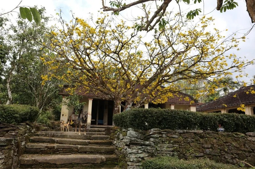 Sắc mai vàng trước hiên nhà cổ ở Làng cổ Lộc Yên.