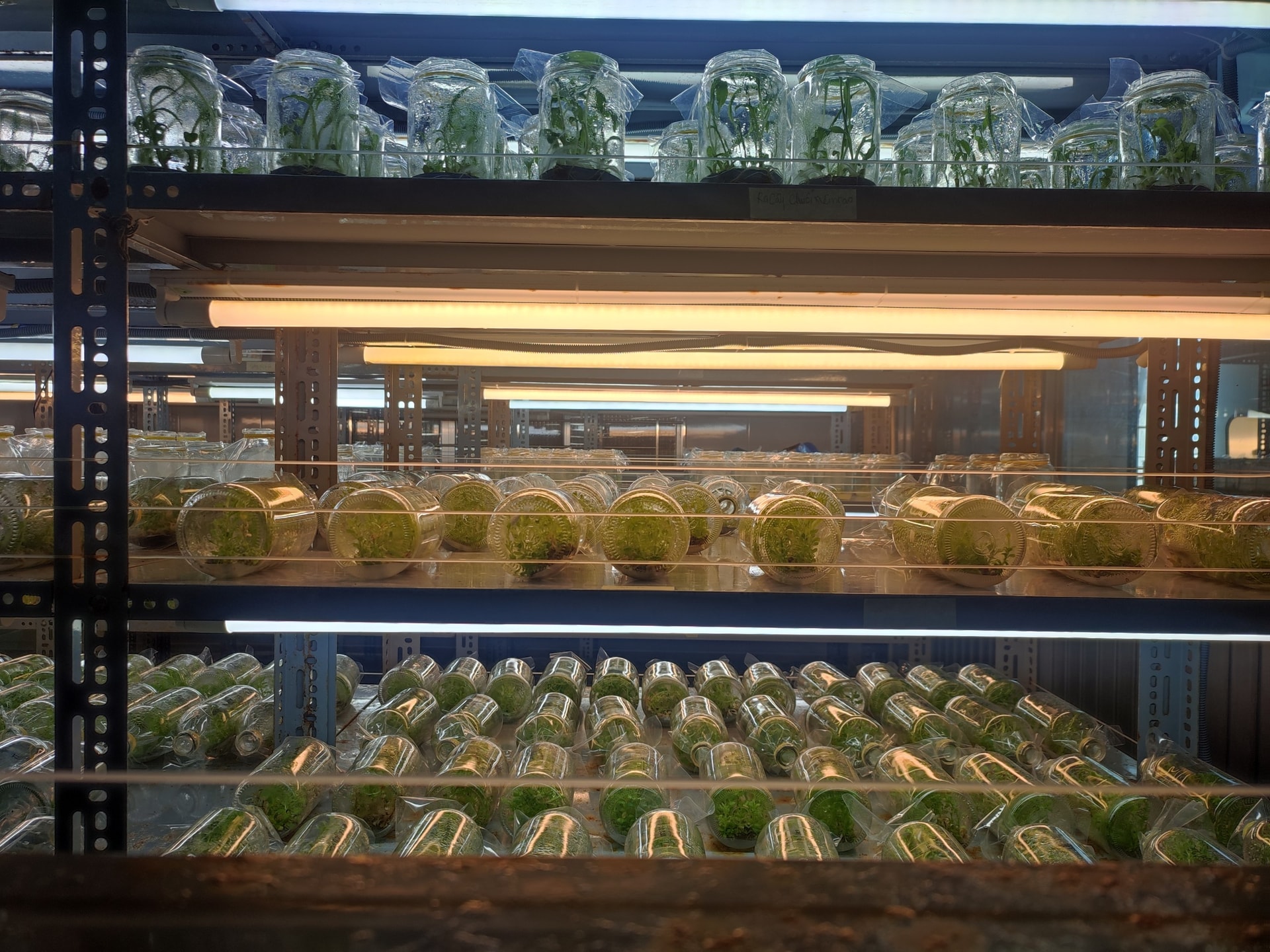 Hình 6. Phòng nuôi cấy mô của Trung tâm