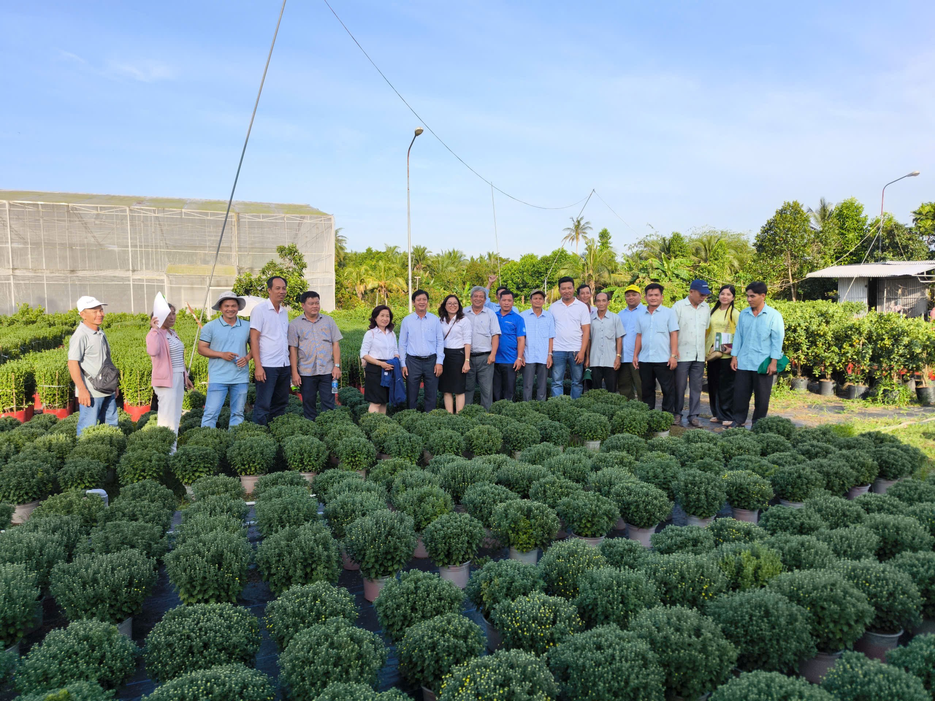 MÔ HINH TRINH DIEN CUC MAM XOI CAY MO