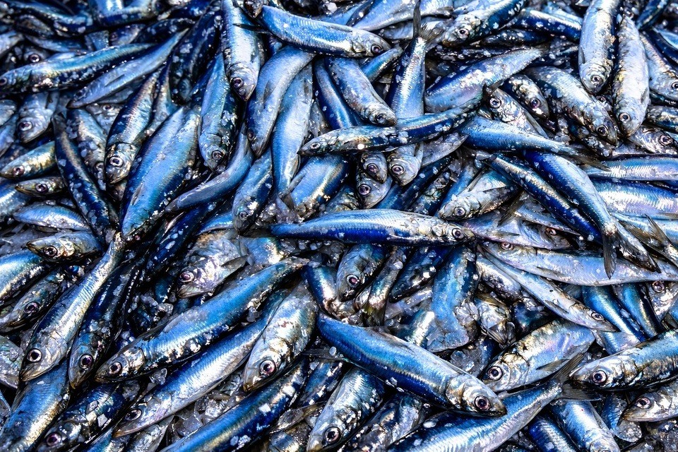 4 loại cá là "kho Omega-3" nên thêm vào bữa cơm hàng ngày