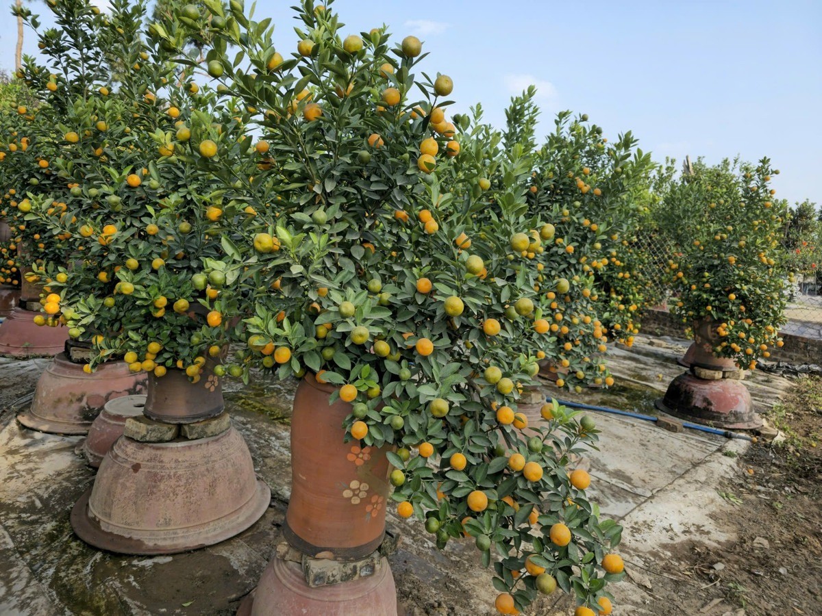 Chăm quất cảnh sau Tết đúng cách, mang sắc xuân trở lại mỗi năm